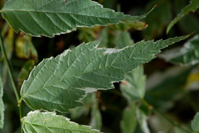 Kerria japonica 'Variegata' - zákula japonská - list